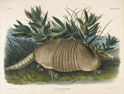Nine-Banded Armadillo, 1848 by John Woodhouse after Audubon